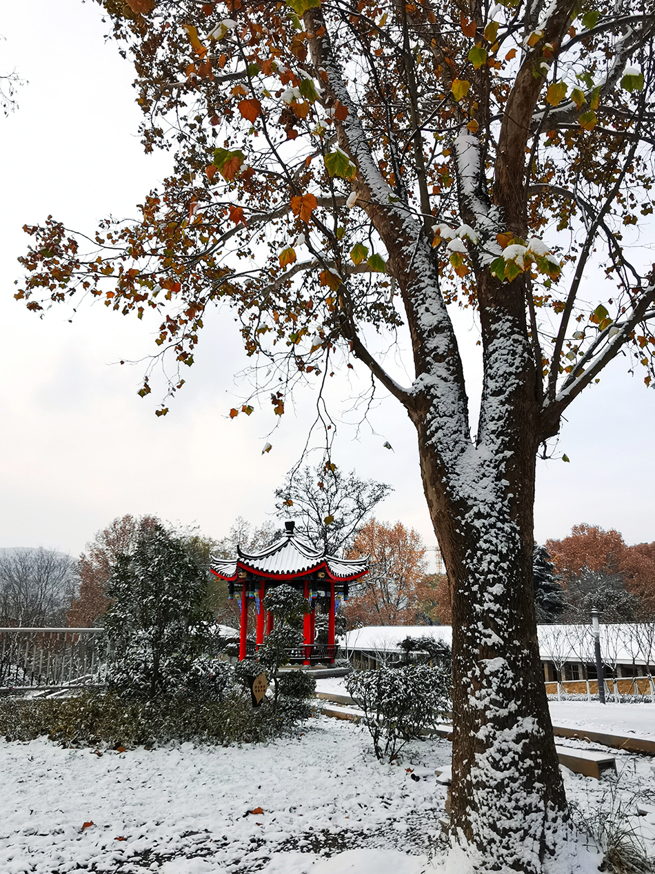 高清大圖|天水弘文園初雪，你喜歡嗎？