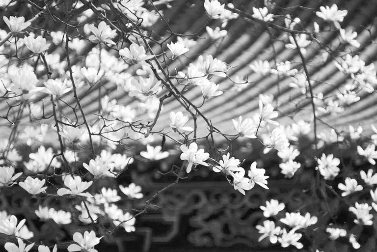天水雙玉蘭堂，吟杜甫詩(shī) 煎泉水茶 賞白石書法