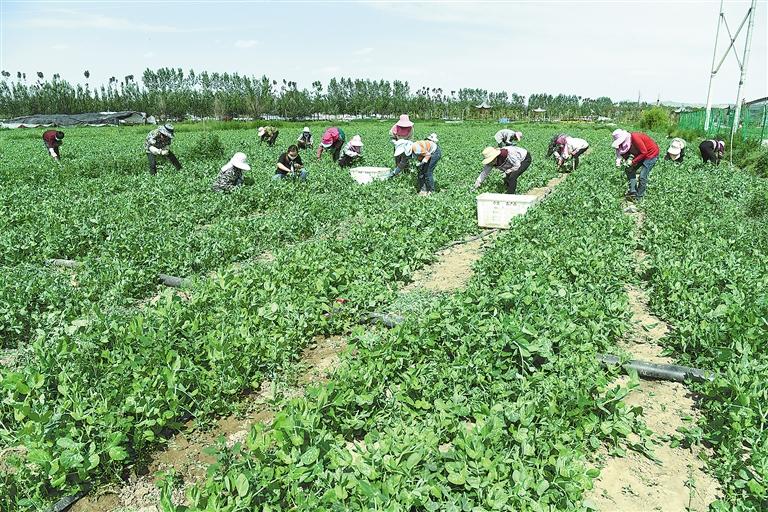 臨夏縣百益現(xiàn)代農(nóng)業(yè)公司種植的500多畝豌豆苗、甜豆等進入豐產(chǎn)期
