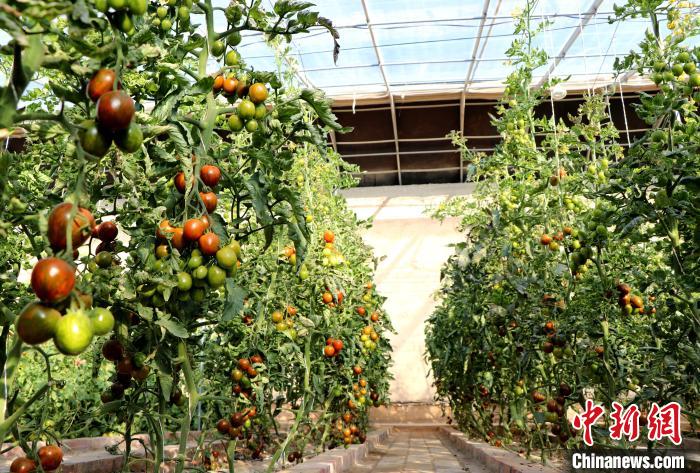 12月14日，甘肅省武威市民勤縣紅旗谷現(xiàn)代農(nóng)業(yè)產(chǎn)業(yè)園，溫棚內(nèi)“水果西紅柿”長(zhǎng)勢(shì)良好?！●R愛(ài)彬 攝