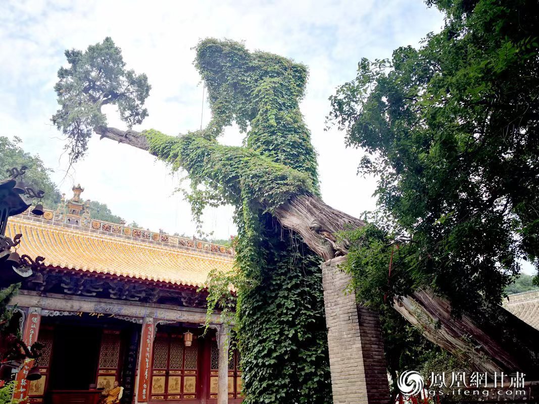 “山頭南郭寺，水號北流泉。老樹空庭得，清渠一邑傳。”杜甫詩中的“老樹”，指的就是這株春秋古柏，為南郭寺的“鎮(zhèn)寺之寶”。胡江 攝