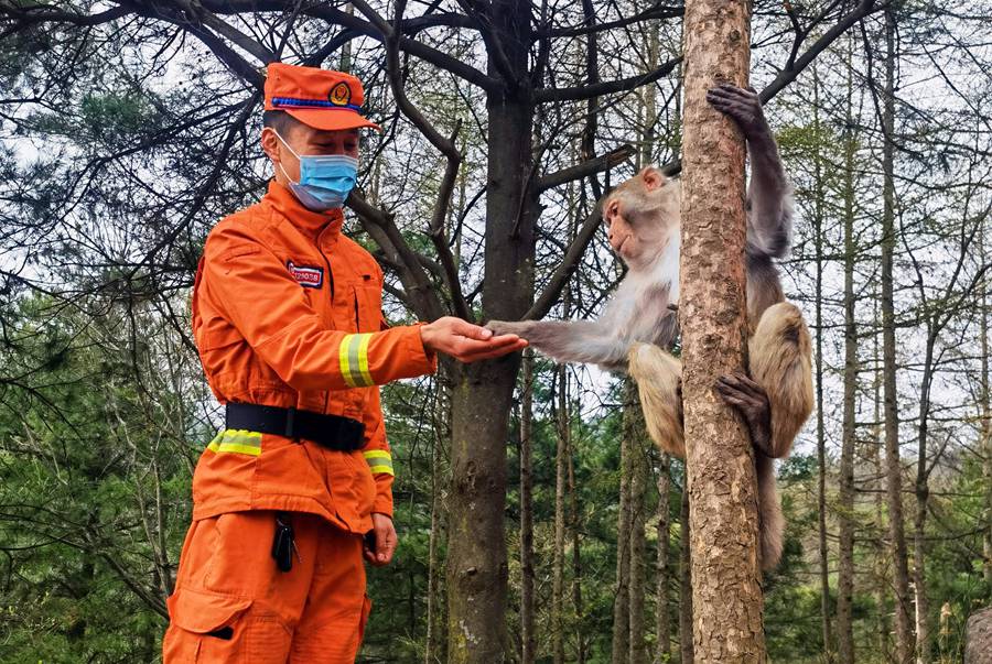 【甘快看】嗨！你好！甘肅隴南森林消防員巡護途中偶遇野生獼猴群