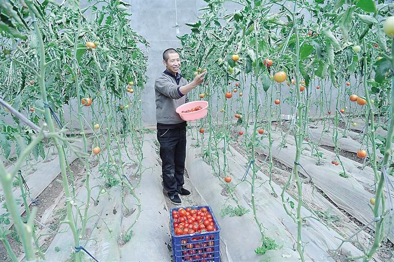 臨夏縣尹集、刁祁鎮(zhèn)易地扶貧搬遷后續(xù)產(chǎn)業(yè)園有日光溫室534座