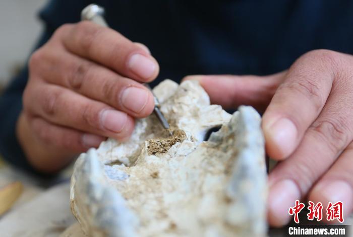 2022年6月，在和政古動物化石博物館內(nèi)，古生物化石修復(fù)師對化石進(jìn)行修復(fù)。(資料圖) 高展 攝