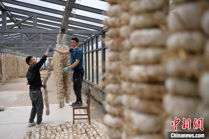 圖為5月10日，工作人員將用青稞面和青稞草等制成的曲坯用繩子串起來(lái)晾曬。九美旦增　攝